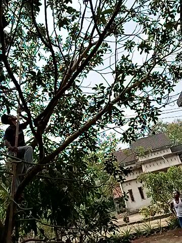 A person is partially visible in a tree. The person appears to be wearing dark clothing and is leaning on a branch. The tree is leafy and the sky is visible through the branches. In the background, a building with windows is visible. The video is oriented vertically.