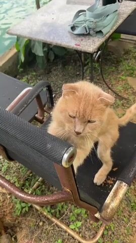 A ginger cat is perched on the armrest of a black folding chair with a metal frame. The cat is looking to the left, and its paws are resting on the armrest. In the background, there is a body of water, a table with a greenish bag on it, and some greenery. The scene appears to be outdoors.