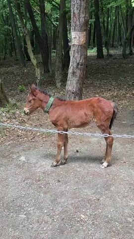 The video shows a small, brown horse foal standing on a dirt and gravel path next to a thin metal chain fence in a forest. The foal has a green collar. There is a tree behind the foal with a sign on it. The background consists of trees and undergrowth.