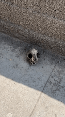 Animal skull found on pavement in Vagharshapat, Armenia