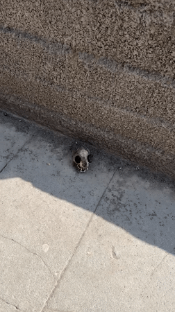 Animal skull found on pavement in Vagharshapat, Armenia