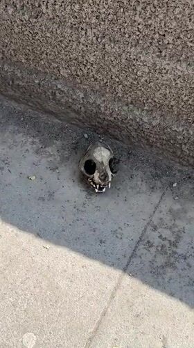 Animal skull found on pavement in Vagharshapat, Armenia
