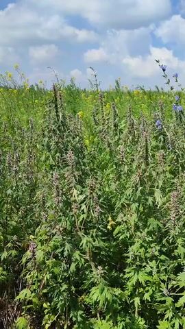 The video shows a close-up view of a field of tall green plants with purple seed heads under a bright blue sky with fluffy white clouds. In the background, there are more green plants and some yellow flowers. A few tall blue flowers are also visible among the green plants. The camera pans slightly from left to right, capturing the swaying of the plants in the breeze.