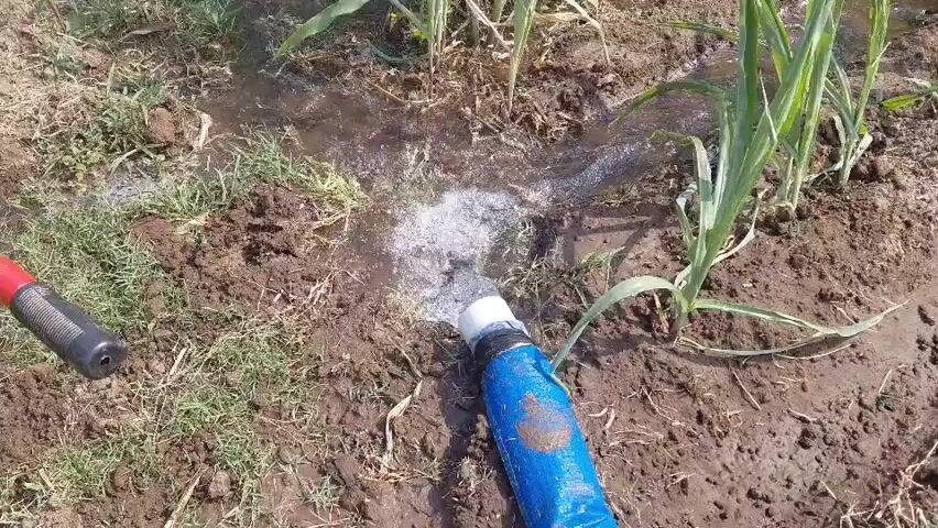 The video begins with a close-up shot of a blue hose connected to a white fitting, with water gushing out onto dry, cracked soil and grass. To the left, the black handle of another hose or tool is visible. The camera then pans to the right, revealing rows of young green plants, possibly corn, growing in the moist soil. The water appears to be flowing in a channel between the rows, indicating irrigation. The camera continues to pan and zoom out, showing a larger field of these plants stretching into the distance. The environment is rural, with the plants clearly cultivated in rows. The sun appears to be shining, casting shadows on the ground. The video ends with a wider shot of the field, showing the organized planting of the crops.