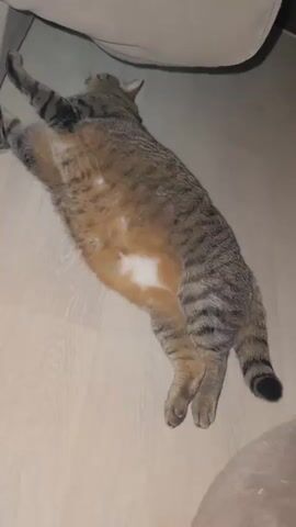 The video begins with a top-down view of a tabby cat lying on its back on a light-colored wooden floor. The cat's belly is exposed, revealing a patch of white fur. The cat's tail is striped and extends towards the bottom right of the frame. As the video progresses, the camera pans slightly, and another cat, also a tabby with white markings, is seen lying curled up in a plush, grey cat bed. This second cat is sleeping on its side, with its paws extended and its eyes closed. The first cat's tail remains visible in the upper left of the frame. The environment appears to be indoors, with the wooden floor and the cat bed being the most prominent features.