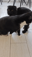 Three cats napping, grooming, and roaming around a Russian apartment