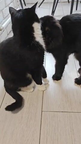 Two cats are interacting on a tiled floor. The cat on the left is black and white, sitting down and facing the other cat. The cat on the right is solid black and appears to be sniffing or interacting with the black and white cat's face. The floor tiles are light-colored and appear to be wood-look. In the background, the legs of chairs are visible.