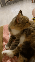 Cats grooming and napping at home in rural Russia