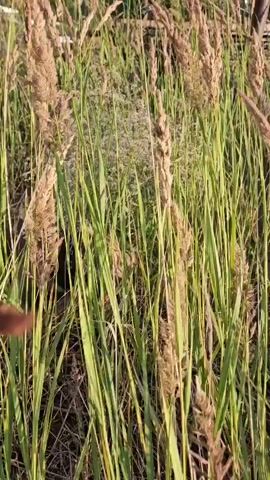 The video shows a close-up of tall, dry grass and plants. Two hands reach into the frame from the left, disturbing the foliage. A dog, a brindle-colored pit bull with a silver chain collar, then comes into view, lying down and chewing on a piece of wood. The dog is surrounded by the tall grass, and the lighting suggests it is outdoors during the day.