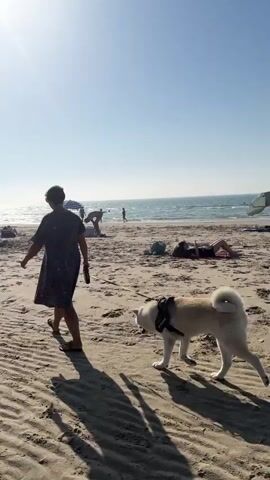 The video shows a sunny day at a beach in Wissant, France. The sky is clear and bright, suggesting good weather for a beach outing. The sand is rippled, indicating a gentle breeze.

The primary subjects are people and a dog enjoying the beach. In the foreground, a woman in a dark, patterned dress walks along the sand, followed by a light-colored dog wearing a harness. To the left, a person with a backpack is also walking. In the background, other beachgoers are visible, some wading in the shallow water or lounging on the sand. An umbrella provides shade for some. The sun is high in the sky, casting long shadows, indicating it is likely midday or early afternoon. The overall atmosphere appears relaxed and leisurely, typical of a beach environment. There is no visible text in the video.