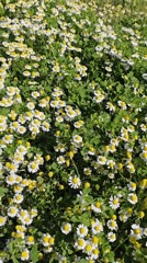 Spring wildflowers bloom in Bulgarian coastal town fields