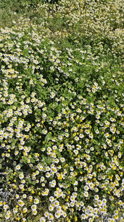 Spring wildflowers bloom in Bulgarian coastal town fields