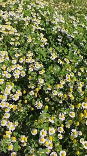 Spring wildflowers bloom in Bulgarian coastal town fields