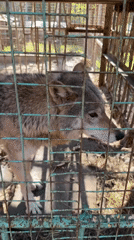 Caged wolf and bear documented in rural Russia