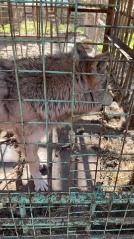 The video shows a wolf pacing inside a small, rusty, green metal cage. The wolf has grey and tan fur and is panting. The cage is situated outdoors, as suggested by the ground covered in leaves and patches of dirt, as well as the presence of other cages visible in the background through the bars. The camera slowly pans to the right, following the wolf's movement, and then stops to focus on the cage's door with a padlock.