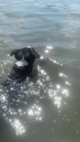 The video captures a black and white dog swimming in a body of water. The dog's head is visible, with its ears perked and its eyes seemingly looking forward. The water is clear and reflects the bright sunlight, creating a shimmering effect. The dog appears to be actively paddling, with splashes of water visible around its head. The scene suggests a sunny day, likely during the warmer months, as the dog is enjoying a refreshing swim. The location is identified as Kosy, Ukraine. The overall mood is peaceful and serene, with the focus solely on the dog's enjoyment of the water. There is no visible text in the video.