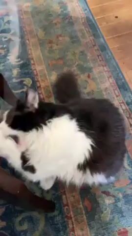 A medium-shot video shows a black and white long-haired cat scratching at the leg of a dark wooden chair. The cat is lying on its side on a light-blue patterned rug. The floor around the rug is wooden. The cat scratches with its front paws and mouth at the chair leg. At times, the camera gets very close to the cat's face. The cat is playful.
