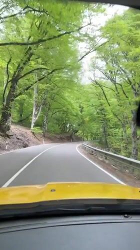 Dashcam captures tree-lined drive through rural Georgia