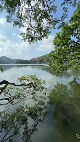 The shot shows a tranquil lake surrounded by lush greenery. The sky is blue with scattered white clouds. The lake reflects the sky and surrounding trees. A tree branch extends over the water with small birds perched on it.