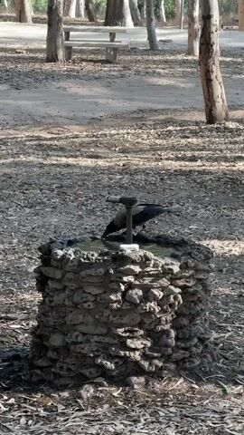 A crow drinks from a stone fountain in a park. The crow then flies away. In the background, there is a picnic table and trees. The ground is covered with leaves and dirt.