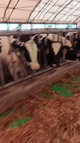 The video shows a row of black and white cows in a barn. They are standing behind metal bars, with their heads extended into a trough filled with hay. Some of the cows are eating from the trough, while others are looking at the camera. The barn appears to be a modern facility, with a white roof and metal supports. There is a person walking in front of the cows, holding a camera and filming. The person's feet and lower legs are visible at the bottom of the frame. The lighting in the barn is bright, suggesting it may be daytime.
