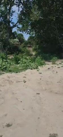 A sandy riverbank with green foliage and trees is shown under a bright, sunny sky. A narrow bridge or walkway is visible in the distance, spanning across the dry riverbed. The camera pans slightly to the right, revealing more of the lush vegetation and the sandy terrain. The scene appears to be a natural outdoor environment.