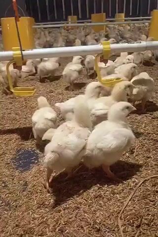The video shows a large group of young, white chickens in an indoor enclosure. The floor is covered with a light brown, granular material, likely bedding. In the background, a series of yellow feeders or waterers are visible, suspended from a white pipe that runs horizontally across the scene. The chickens are clustered together, some standing and others resting on the ground. The lighting appears to be artificial, creating a warm glow. The overall impression is of a crowded but seemingly healthy chicken farm environment.