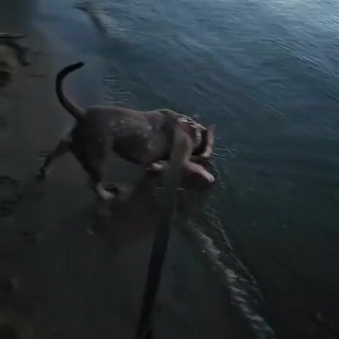 A dog with a tan and white coat, wearing a collar and leash, is wading into dark, choppy water. The dog is facing to the right, with its head partially submerged in the water. The leash extends towards the viewer. The water appears to be a lake or river, with a dark shoreline visible in the background. Another person's legs, wearing light-colored shorts, can be seen wading in the water behind the dog. The overall lighting is dim.