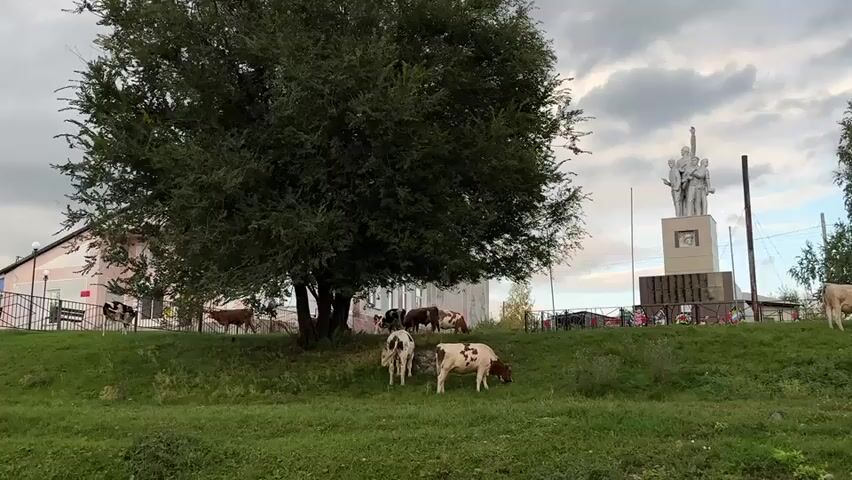 A wide shot shows a grassy area with several cows grazing. A large tree is prominent in the foreground, with a building and a statue visible in the background. The sky is cloudy.