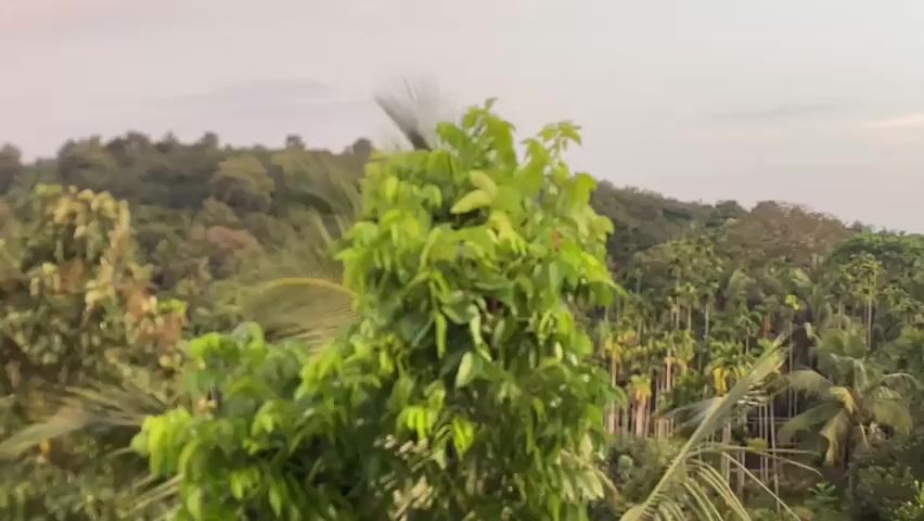 This is a landscape video shot from an elevated viewpoint. In the foreground, a tall green tree with broad leaves dominates the center of the frame. To the left and right of this central tree, the feathery fronds of palm trees are visible. In the background, a dense forest covers rolling hills. The sky above is overcast with pale clouds. The overall impression is of a lush, tropical environment.
