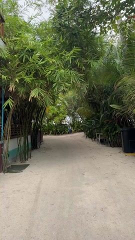 A sandy path is surrounded by lush green vegetation, with bamboo trees lining one side. A building with a striped exterior is visible on the left. At the end of the path, a blue object and a person are vaguely discernible in the distance. A white bench stands on the right side of the path.