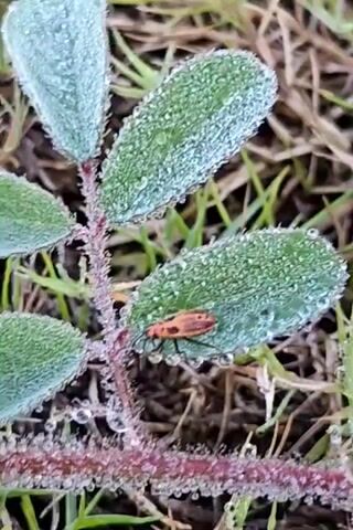 A close-up, slightly shaky video shows a small red and black insect on a green leaf covered in dew. The leaf is part of a plant with a reddish stem. The background is blurred, showing grass and brown dirt. The insect is positioned on the right side of the leaf, with its body facing towards the left. The video is very short, showing minimal movement.