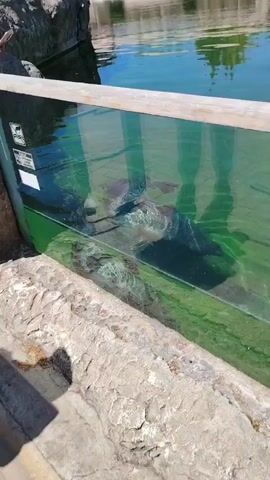 The video captures two seals actively swimming within a clear, glass-fronted enclosure. The water inside the habitat has a greenish tint, and a wooden rail runs along the top edge of the glass. The enclosure is surrounded by a concrete or stone border, visible in the foreground.

In the background, a larger body of water, possibly a pond or a connected habitat, reflects trees and the bright sky, indicating an outdoor setting. The reflections of people, including the videographer, are visible on the surface of the glass, observing the seals.

The seals are engaged in playful behavior, swimming quickly and gracefully. At one point, a seal approaches the glass, appearing to interact with the observers. The movement of the seals creates trails of bubbles in the water. The weather appears sunny and bright, consistent with daytime viewing.

The audio features laughter and conversation, likely from the people watching the seals, suggesting an enjoyable experience. A small, white rectangular sign is partially visible on the left side of the glass at the beginning of the video, but its text is illegible. The scene is set in Tepebaşı, Turkey, likely at a zoo or animal park.