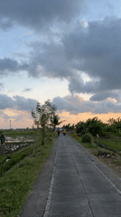 Man rides scooter through rice paddy area in North Kuta