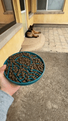 Pet owner prepares dog food in Sofia using slow-feeder bowls