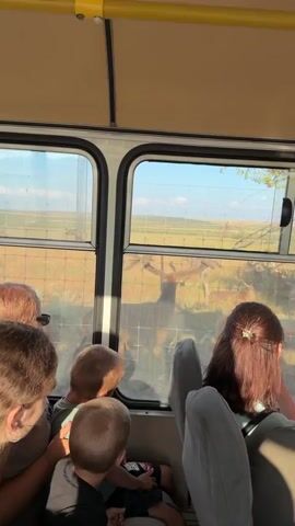 Inside a bus, several people are visible through the windows, looking out at a grassy field with a fence. A deer with large antlers is standing just outside the fence, close to the bus. One person is taking a photo of the deer with a phone. The sun is shining, casting shadows.