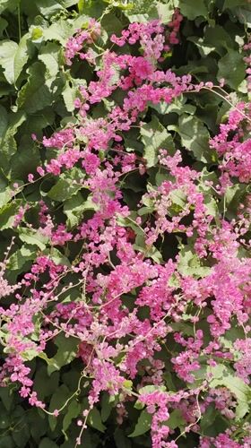 Coral vine blooms captured in close-up video in Cuernavaca