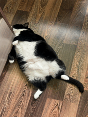 Cat napping and baby moments from a Sayanogorsk home
