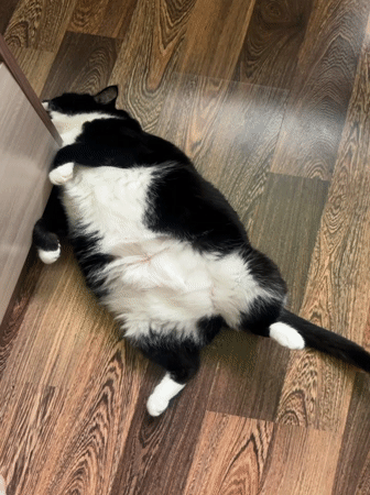 Cat napping and baby moments from a Sayanogorsk home