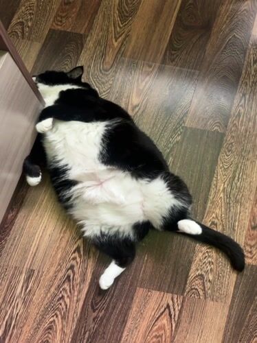 Cat napping and baby moments from a Sayanogorsk home