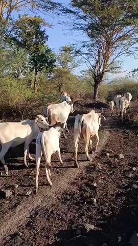 A herd of cattle walks along a dirt path in a dry, arid environment. The cattle are mostly light-colored, with a few darker ones mixed in. They are walking in single file, with a few stragglers behind. The path is lined with dry brush and trees. The sky is clear and blue. The sun is shining brightly. The video is shot from behind the herd, looking forward.