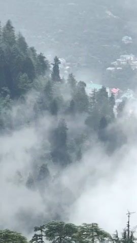 The video shows a misty mountain landscape. The foreground is dominated by the tops of evergreen trees, likely pines or cedars. These trees are dark green and appear dense. In the mid-ground, the mist is thick, partially obscuring a forest of similar evergreen trees that cover the slopes of the mountain. The mist drifts and swirls, creating a sense of depth and mystery. In the background, more of the mountain slopes are visible, also covered in trees, but less obscured by the mist. In the far distance, on the upper slopes, there are signs of human habitation, with glimpses of buildings and roads, suggesting a small town or village nestled within the mountains. The overall atmosphere is serene and somewhat dramatic due to the heavy mist. The lighting is diffused, typical of a cloudy or foggy day.