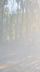 Cyclist rides through wooded park in Martínez, Argentina