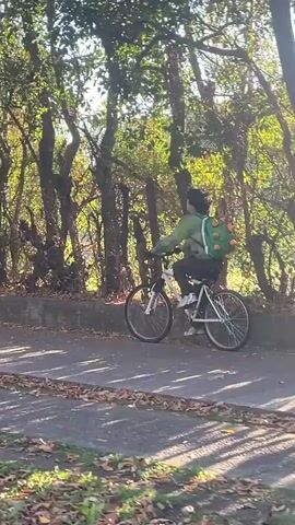 The video shows a person riding a bicycle on a paved road that runs through a wooded area. The person is wearing a green jacket, dark pants, and white sneakers. They are also wearing a backpack with round, orange objects attached to it. The trees on either side of the road are mostly bare, with some green leaves remaining. The road is covered with fallen leaves. The sun is shining brightly, creating a strong glare in the background. The camera follows the cyclist for a short distance before being obscured by a tree trunk. The scene is bright and sunny, with a slight breeze that stirs the trees.