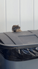 Rat grooms itself on NYC trash can lid