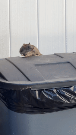 Rat grooms itself on NYC trash can lid