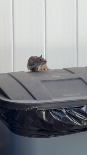 Rat grooms itself on NYC trash can lid