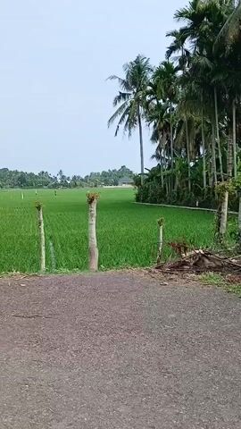 The video shows a pan across a lush green rice paddy field under a bright, overcast sky. In the foreground, a dirt path runs horizontally across the bottom of the frame. Several palm trees of varying heights are visible, some tall and slender with sparse fronds, others shorter and bushier. Along the edge of the rice field, a rudimentary fence made of wooden posts and some wire can be seen, with a few small trees growing nearby. In the distance, a few houses and more scattered palm trees dot the landscape. The overall impression is of a rural, agricultural setting.