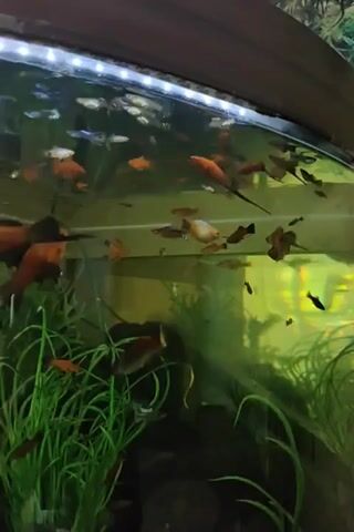 The video shows a full shot of a large aquarium filled with numerous small fish. The fish are predominantly orange and red, with some black and white varieties visible. They are actively swimming in various directions throughout the tank. The aquarium features lush green aquatic plants at the bottom and along the sides. The lighting appears to be bright, coming from a strip of lights at the top of the aquarium, illuminating the water and fish clearly. The background is out of focus but suggests an indoor setting. The camera angle is steady, observing the entire scene from a fixed position.