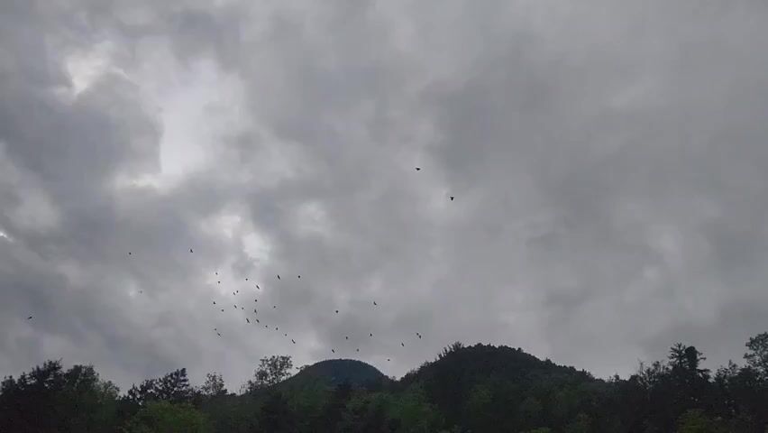 The video shows a flock of birds flying against a cloudy, gray sky. Below, there are dark green trees that appear to cover a hill or mountain. The scene is dimly lit.